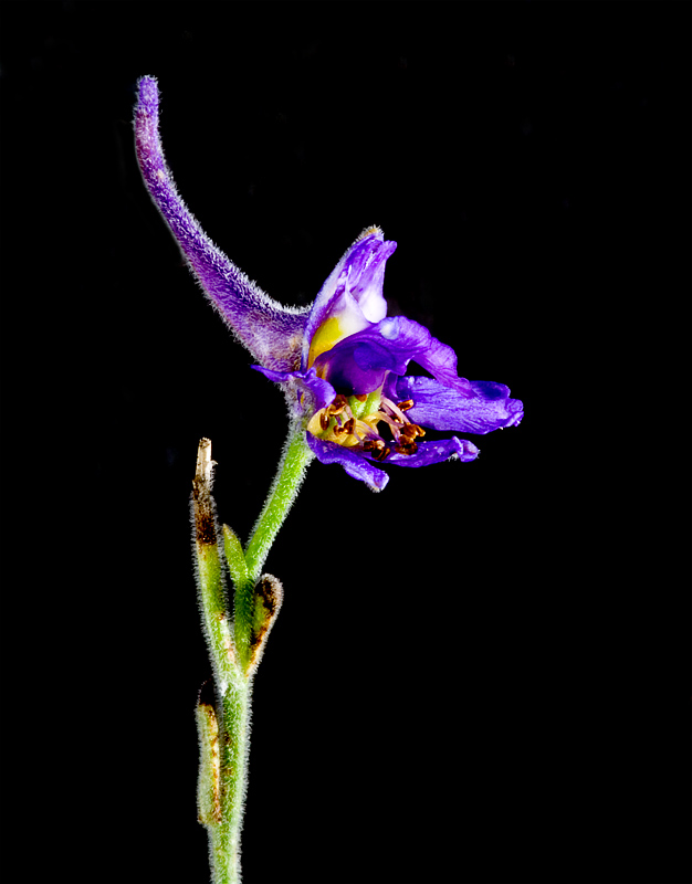 Una identificazione, grazie !